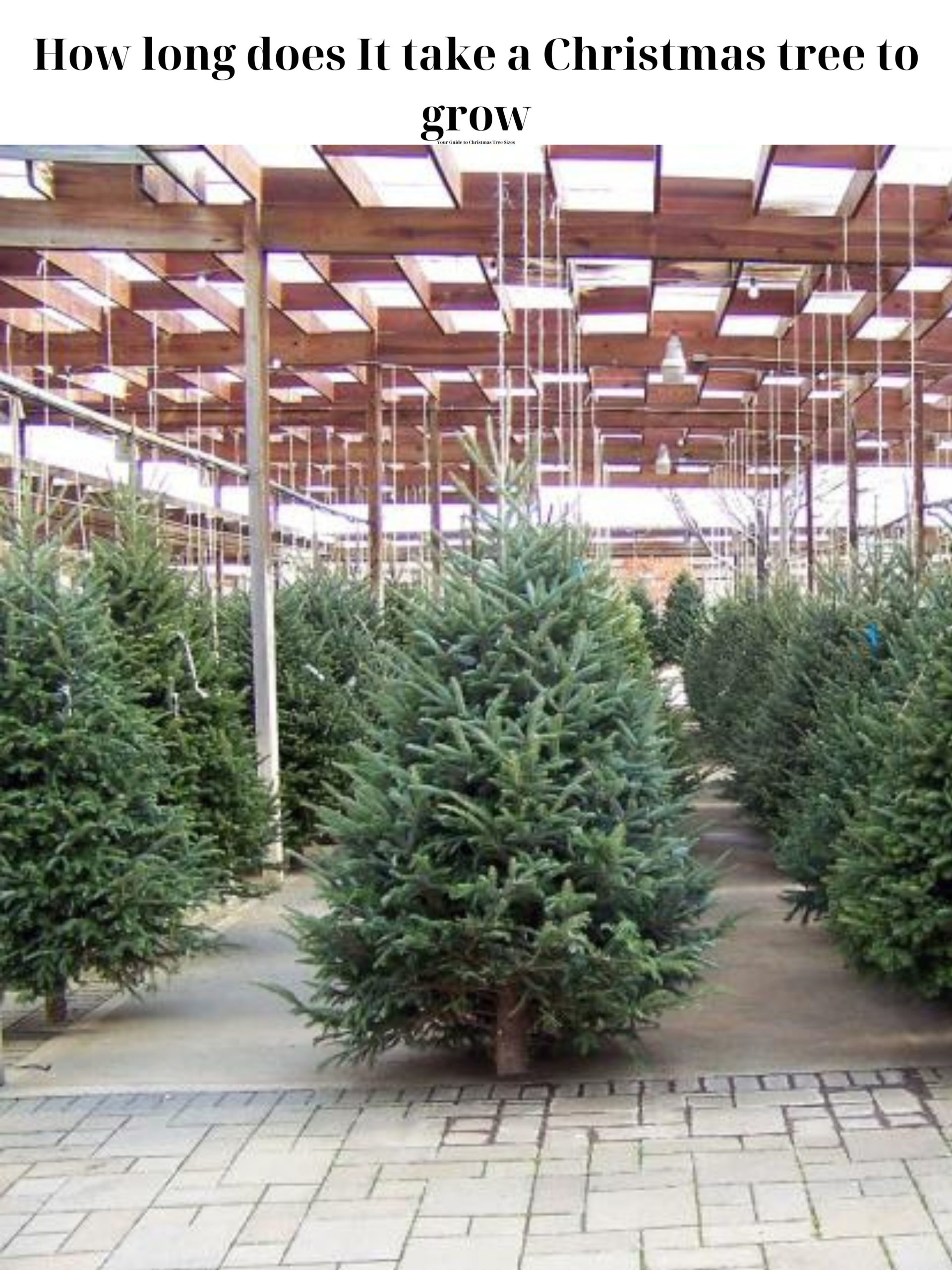 christmas trees how long to grow