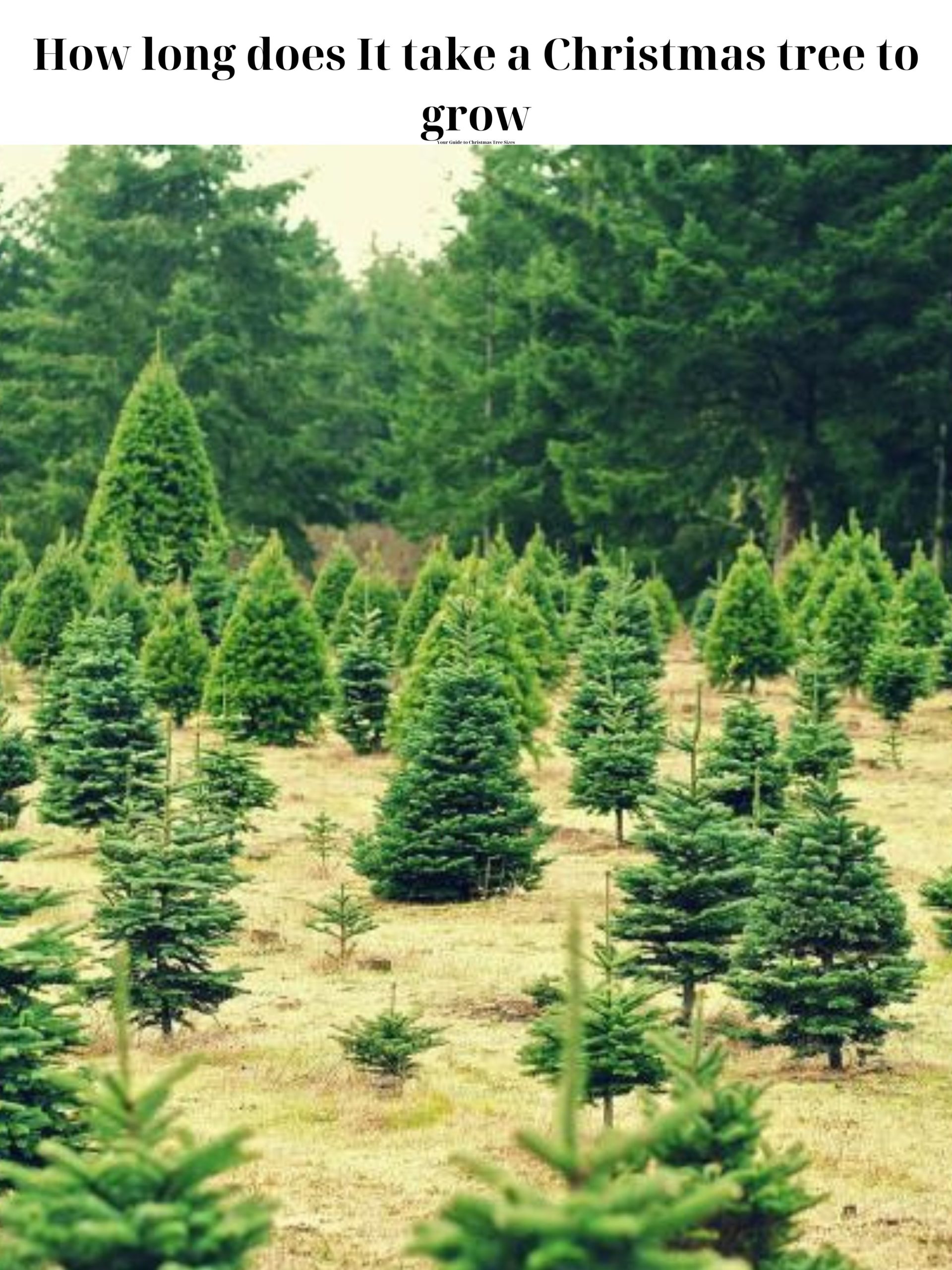 how to grow christmas tree