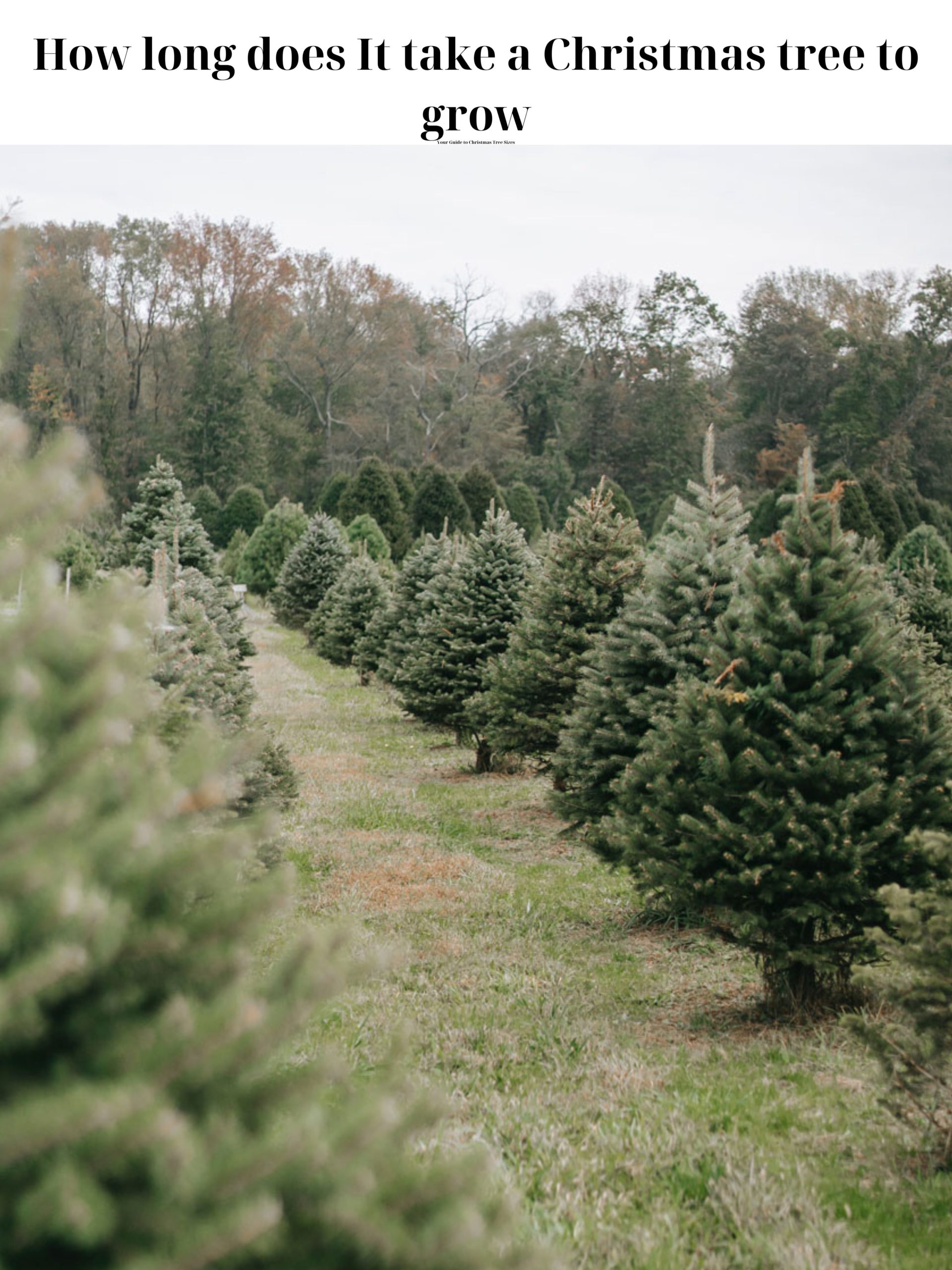 how long it takes to grow christmas tree